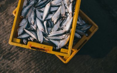 Debunking Myths About Seafood